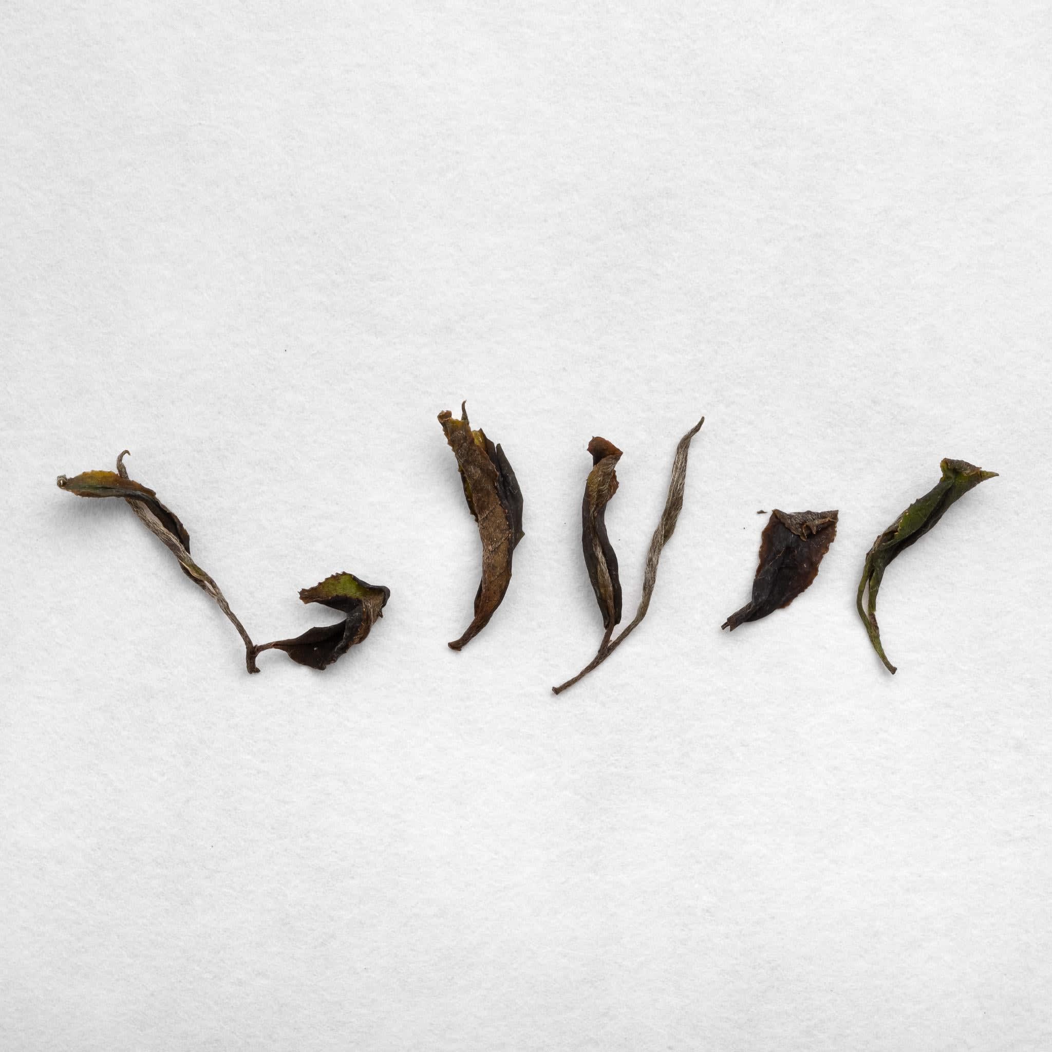 Tsuguto Hattori Hand Picked White Tea