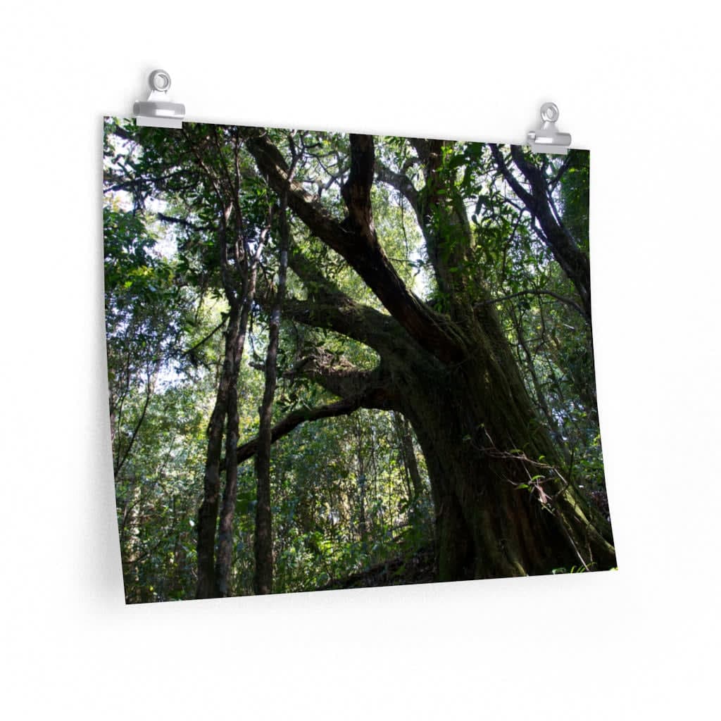 Kunlu Deep Forest - Poster