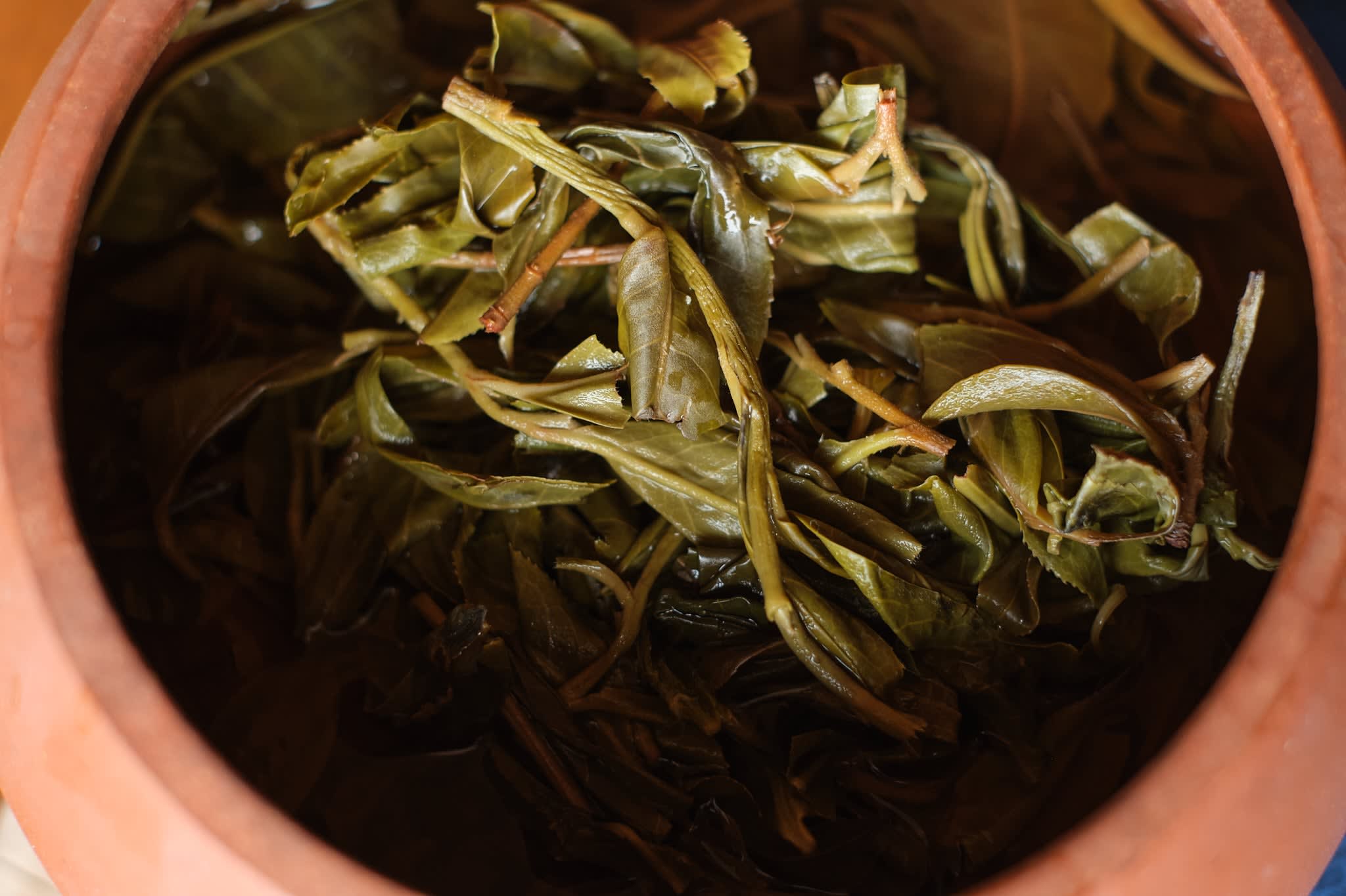 Spring 2024 Bangwai Single Tree