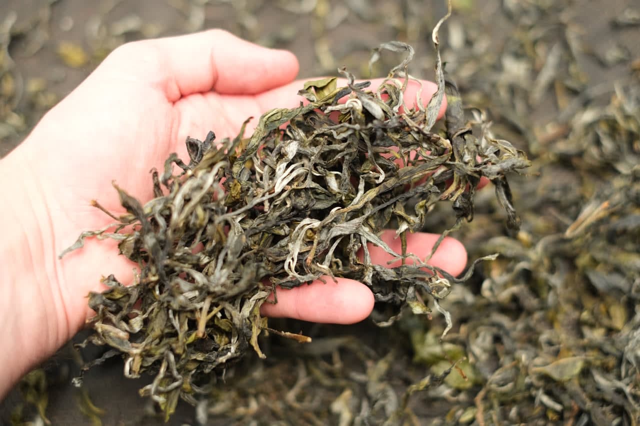 Spring 2023 Mang Guo Big Trees