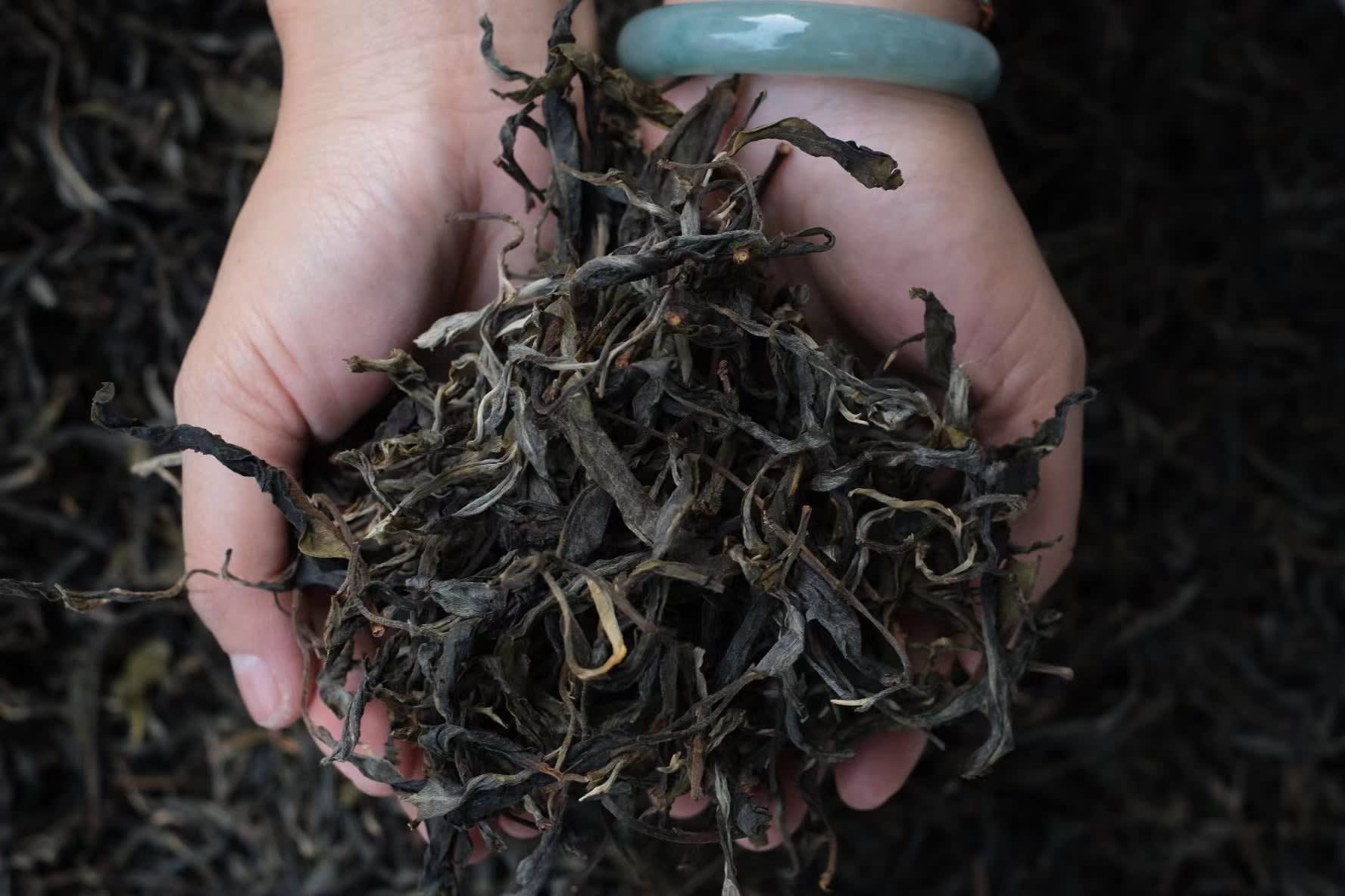 Spring 2022 Tang Fang Liang Zi Single Trees