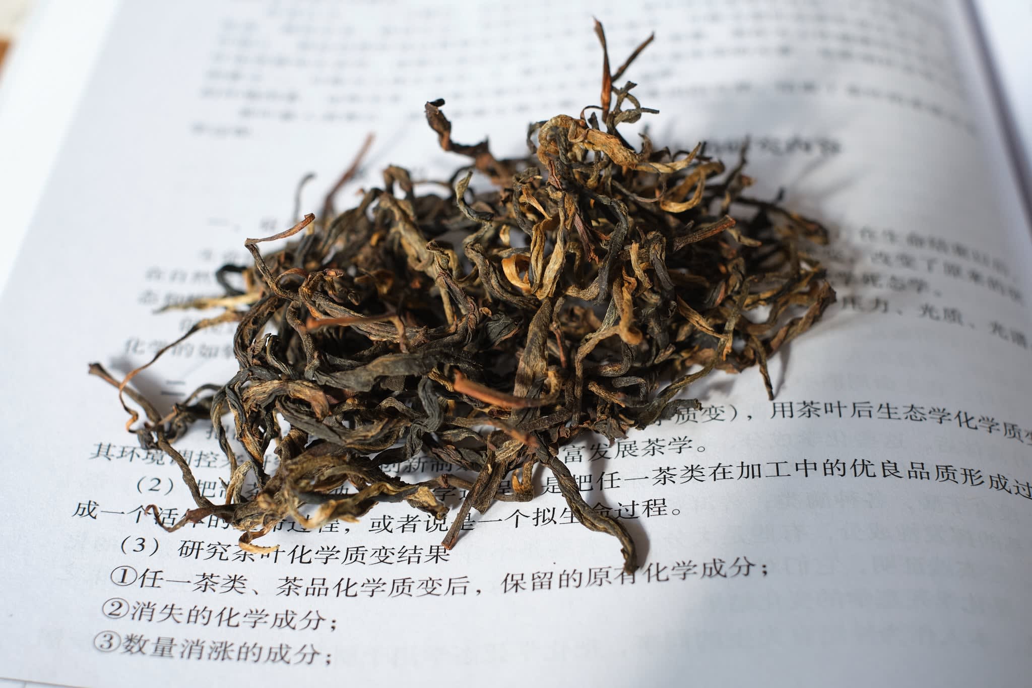 Autumn 2022 Jingmai Black