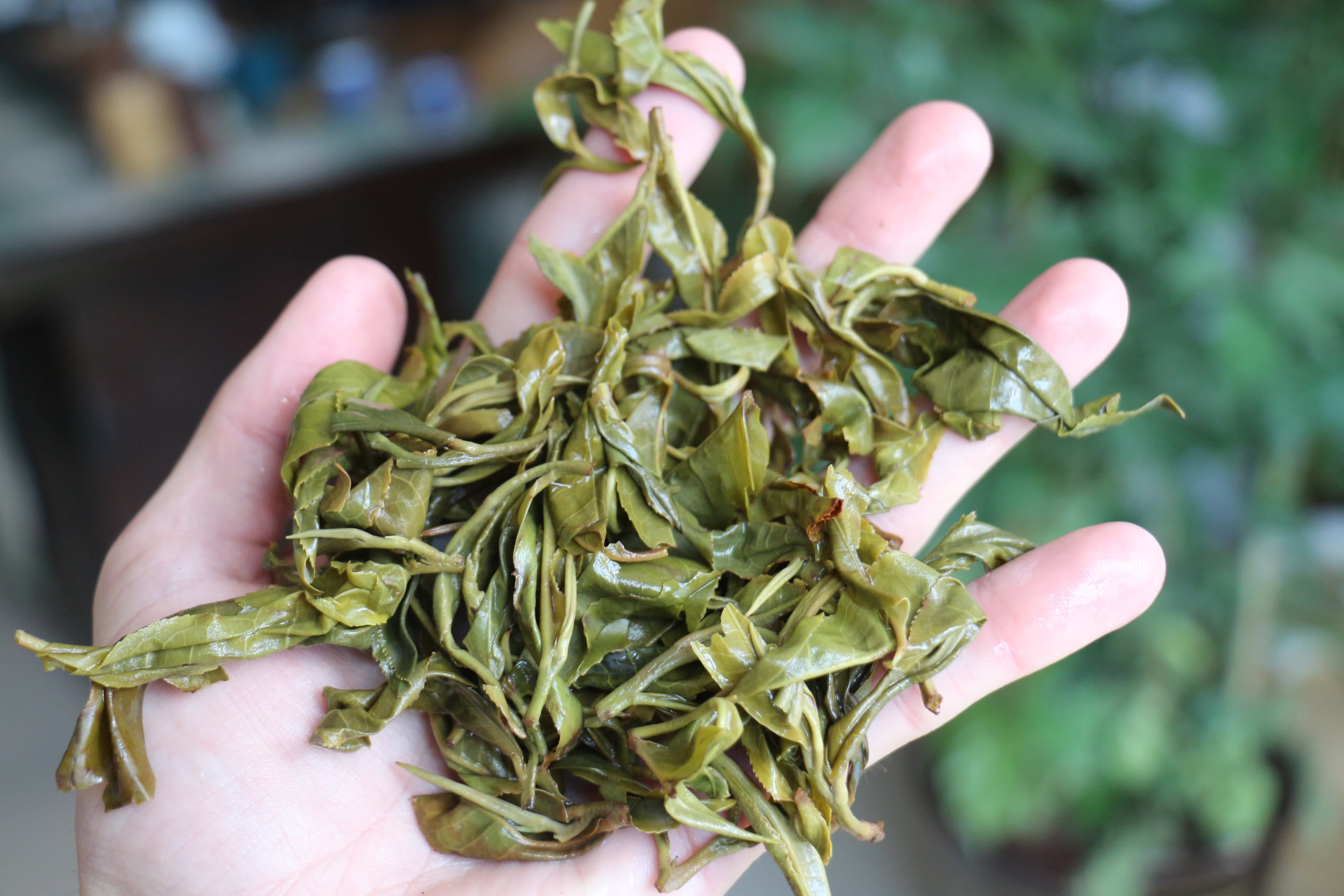 Spring 2018 Jingmai Shengtai Mao Cha