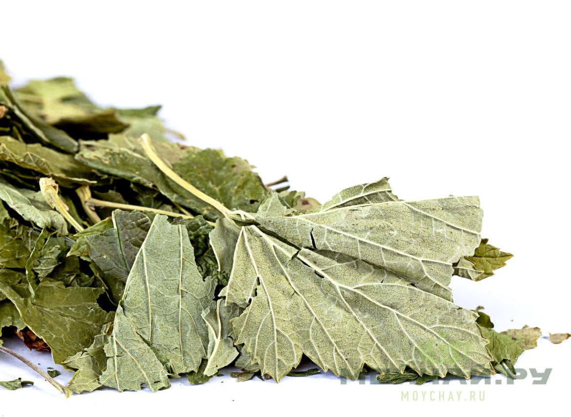 Tè Sfuso di Foglie di Ribes Nero | Regione dell'Altai | Raccolto 2015