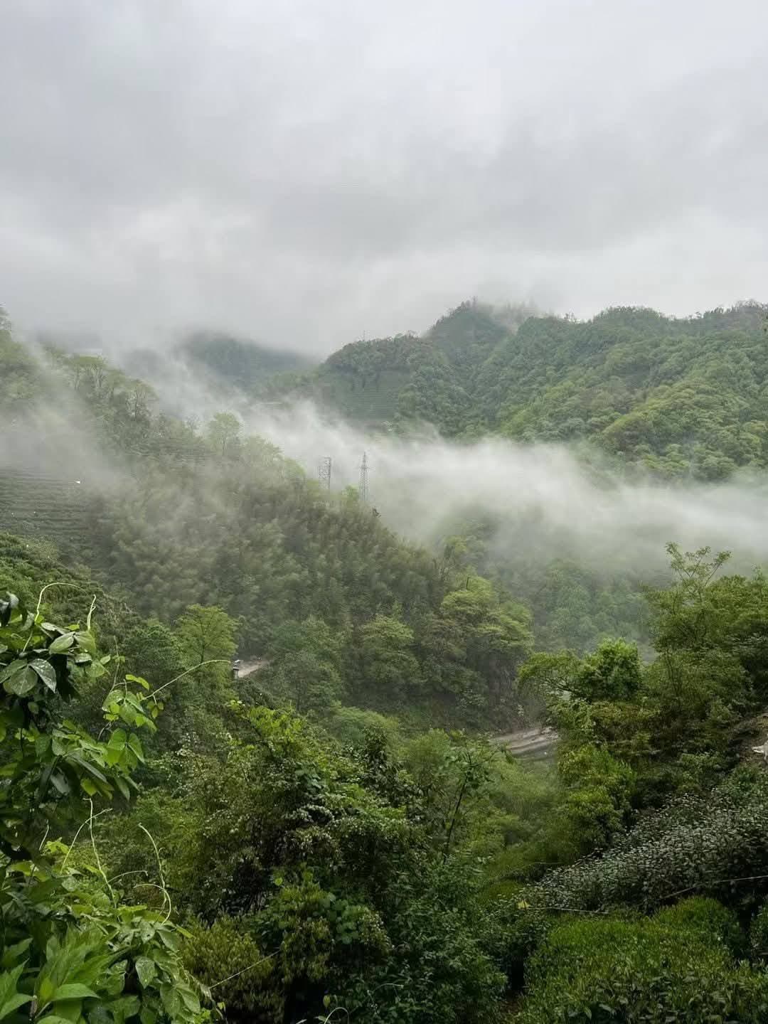 2025 Early Spring Huangshan Maofeng Green Tea